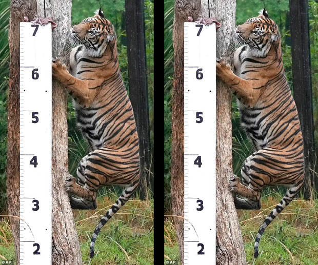 Гайша, великолепная суматранская тигрица