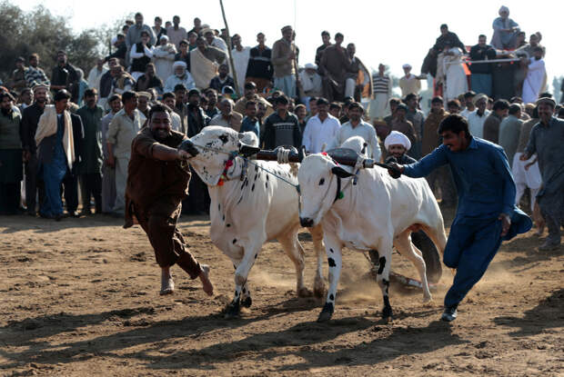 Гонки на быках в Пакистане