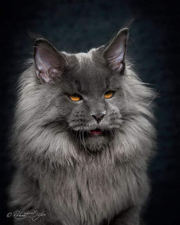 Красота мейн-кунов в фотографиях Robert Sijka