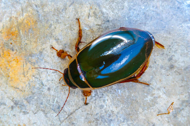 Россиянка заработала инфекцию из-за укуса насекомого во время зимовки на Бали