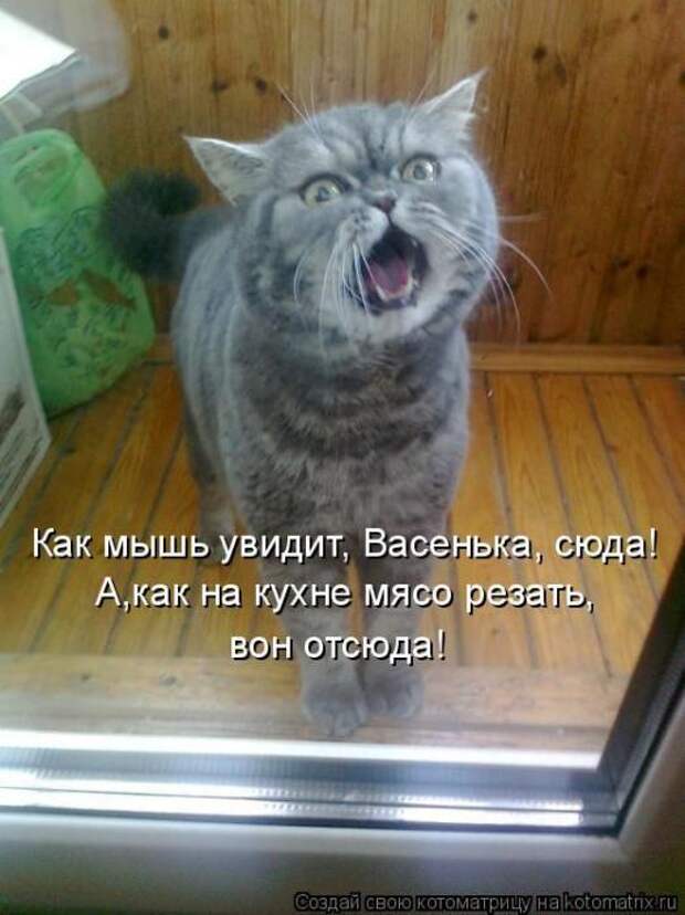 Котоматрицы(картинки с надписями)