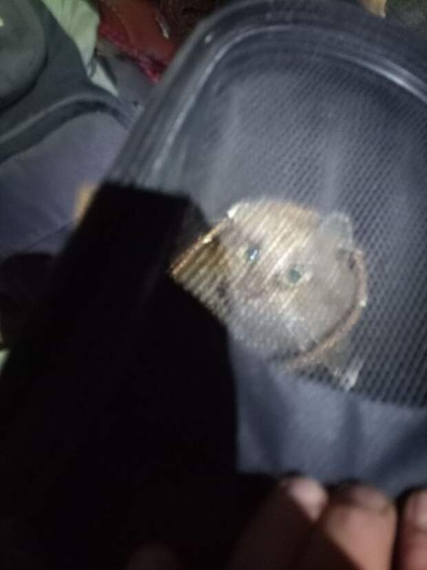 В Санкт-Петербурге 17 дней волонтеры спасали кота из дымохода исторического дома