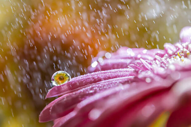 Фотография Rainy flower автор Miki Asai на 500px