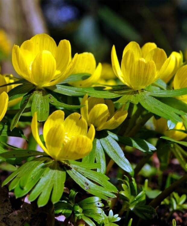 Небольшие желтые цветочки могут украсить ваш сад