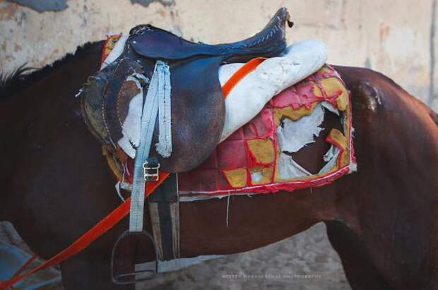 Правда жизни лошадей в Египте