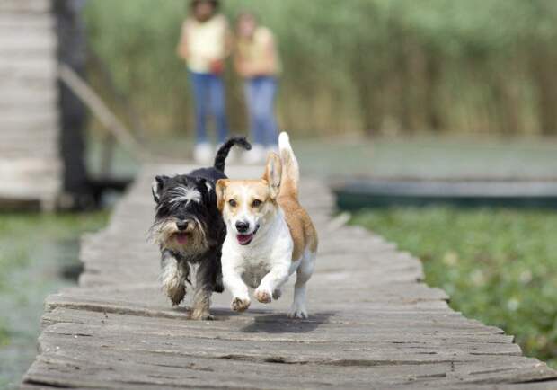 Funny Pets