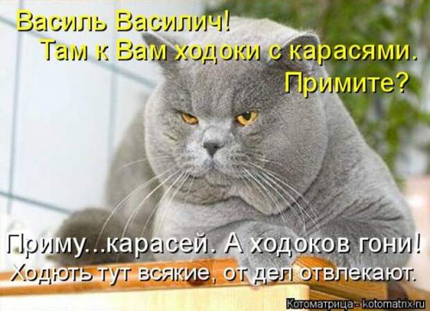 Свежая котоматрица (32 фото)