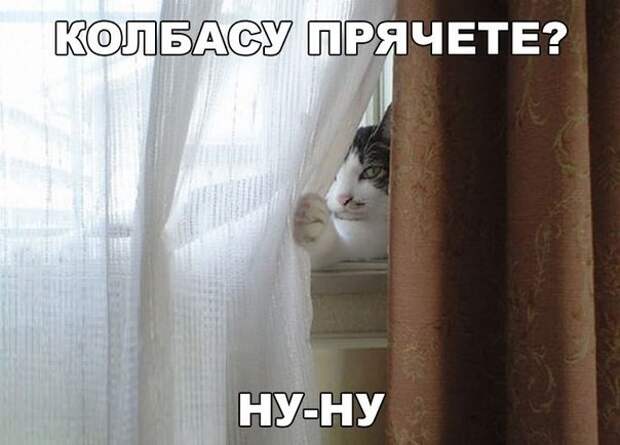 Смешные фото приколы и мемы с котами и кошками Смешные фото приколы и мемы с котами и кошками животные, коты, прикол, юмор
