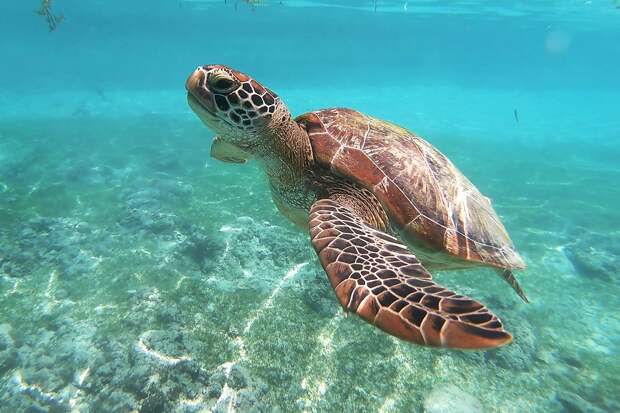 Турист потрогал черепаху в Азии и оказался под следствием