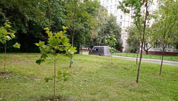 В проезде Черского высадили молодые деревья Фото предоставлено ГБУ «Жилищник»