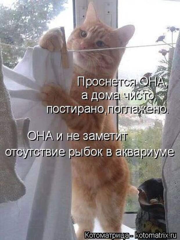 Котоматрицы(картинки с надписями)