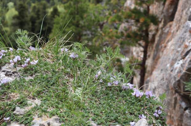 Астрагал Astrāgalus