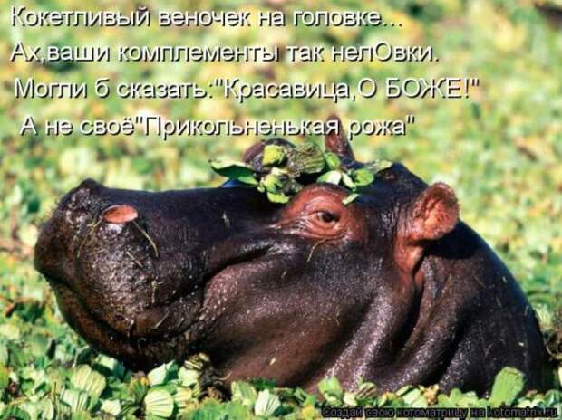 Котоматрицы (картинки с надписями)