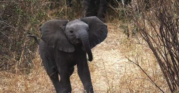 Картинки по запросу Храбрый слоненок пытается защитить маму от фотографов