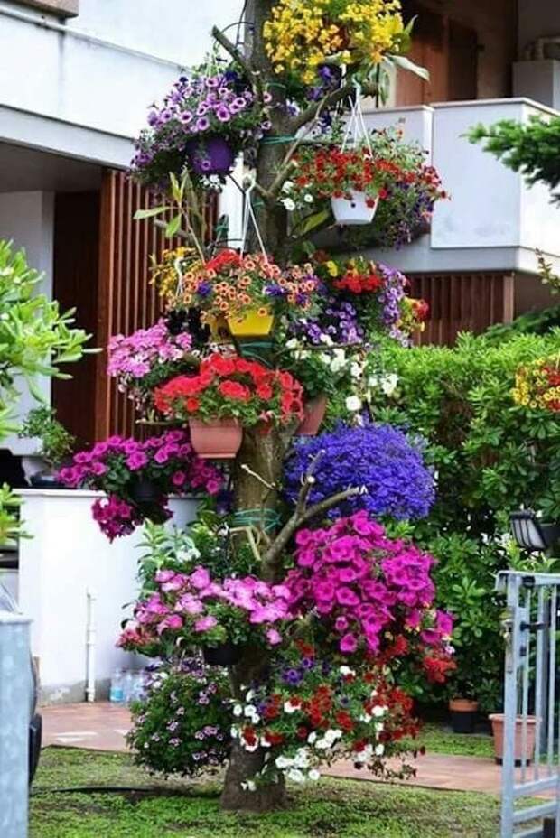 Добавьте красок в свой сад