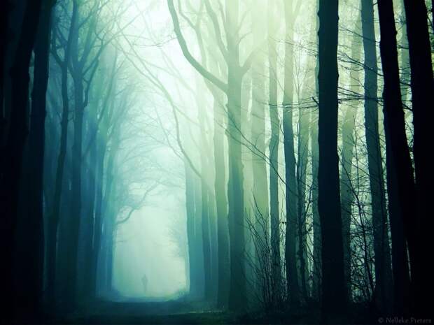 Осенние фотопейзажи Неллеке Питерс (Nelleke Pieters)