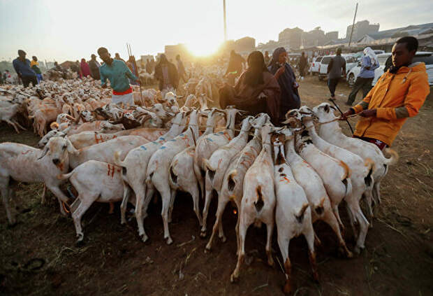 Верующие мусульмане покупают коз на животноводческом рынке во время празднования Курбан-байрама в Найроби