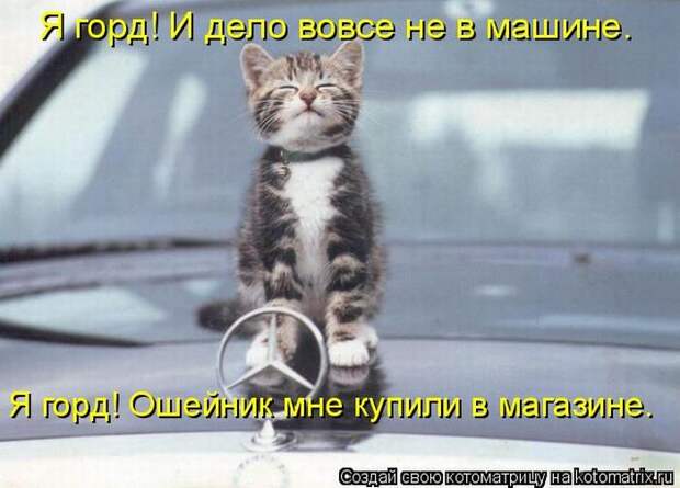 Лучшие котоматрицы недели (50 фото)