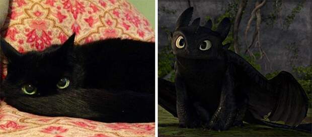 cat look like, коты похожие на знаменитостей, коты похожие на нечто другое