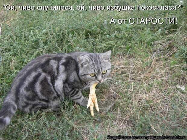 Лучшие котоматрицы недели
