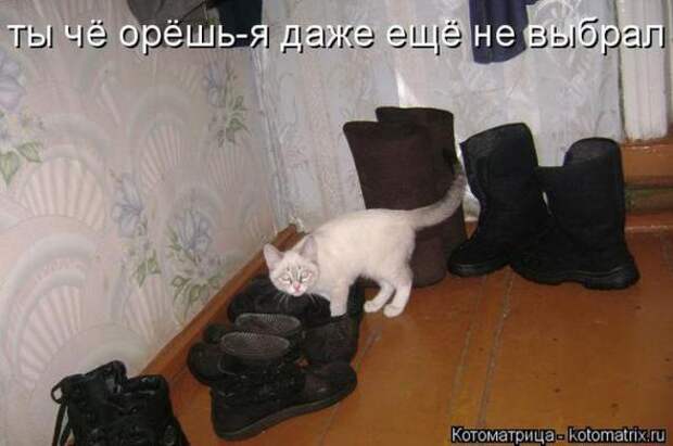 Котоматрицы (картинки с надписями)