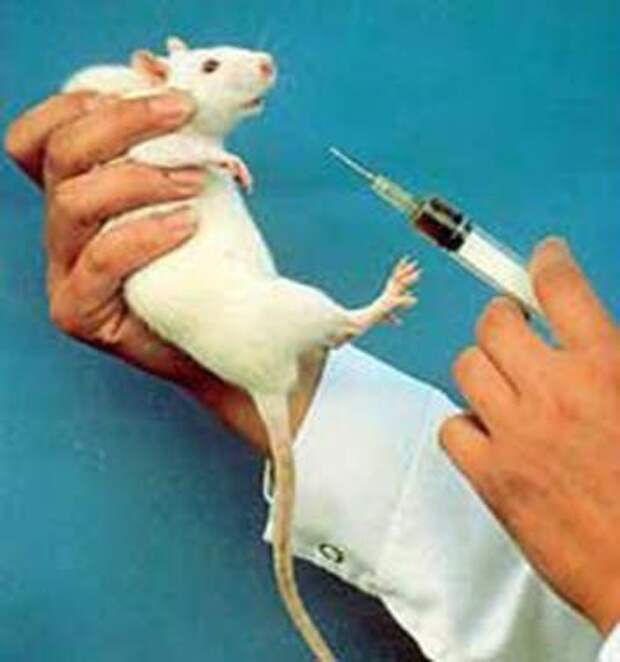 Animal Tesing