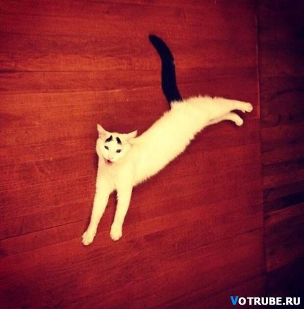 Необычный кот, которого прозвали Бровастиком Выпуск 351 (29 фото) Необычный кот, которого прозвали Бровастиком Выпуск 351 (29 фото)