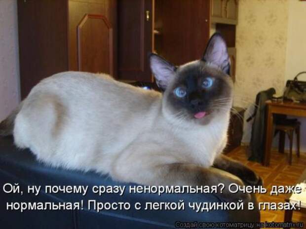 Котоматрицы (картинки с надписями)