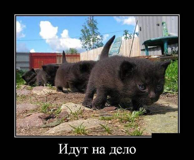 Сборник демотивационных приколов Сборник демотивационных приколов