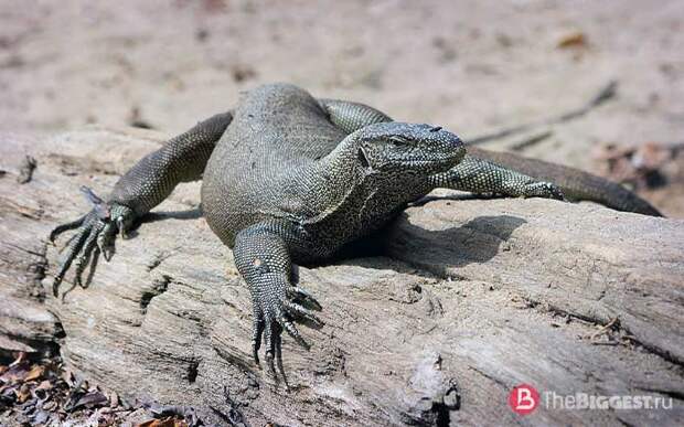 Varanus bengalensis