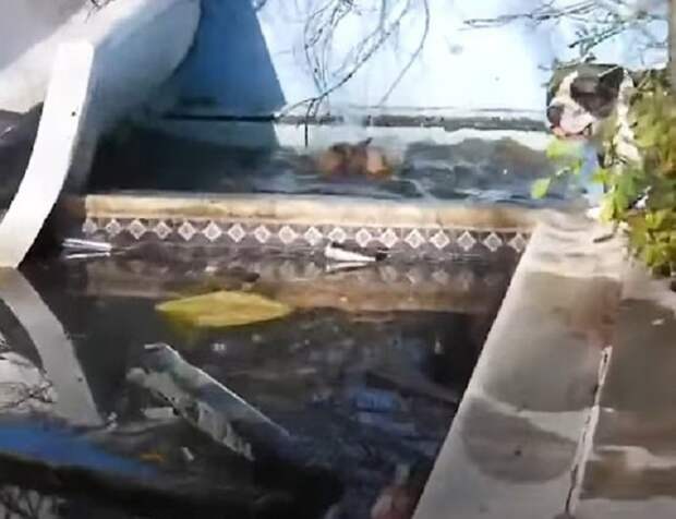 Пес в бассейне Пес в воде