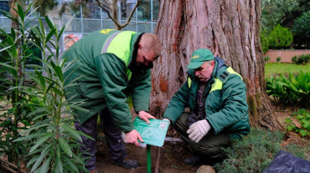 В Ялте начали устанавливать информационные таблички о деревьях региона