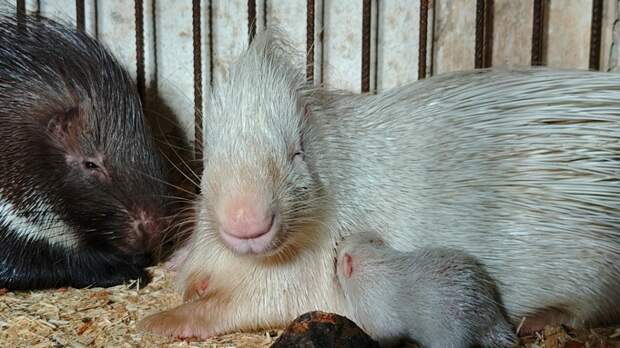 В Барнаульском зоопарке впервые в истории родились детеныши дикобраза