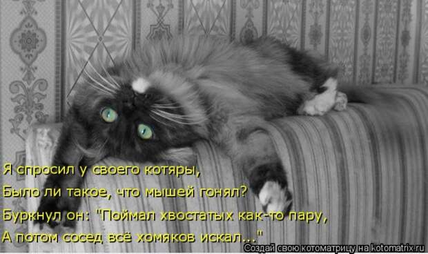 Лучшие котоматрицы недели (50 фото)