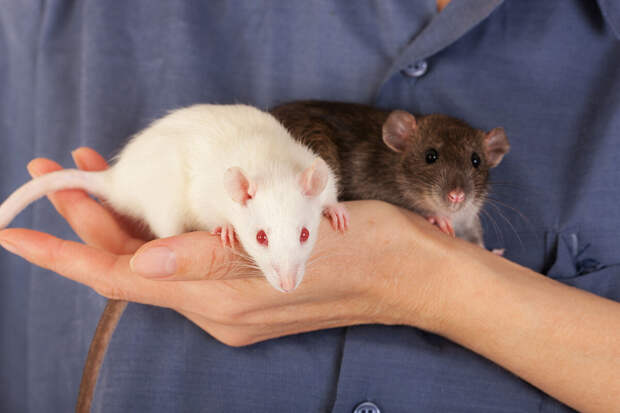 Вирусолог Волчков: вирус крысиного гепатита может быть у грызунов в России