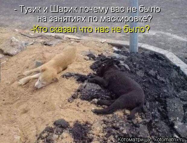 Котоматрица: - Тузик и Шарик почему вас не было  на занятиях по маскировке? -Кто сказал что нас не было?
