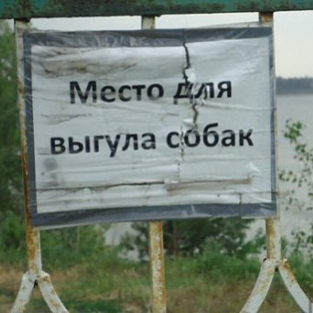 Как организовать площадку для выгула собак?