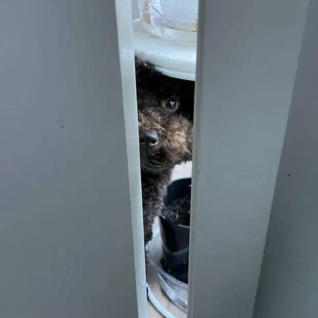 Любопытные носы, которые всегда должны быть в курсе дел хозяина