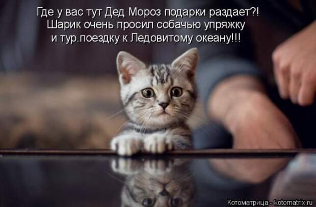 Лучшие котоматрицы недели
