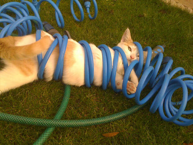 кошки которые пожалели о своем выборе