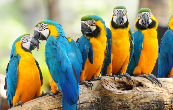 Parrots