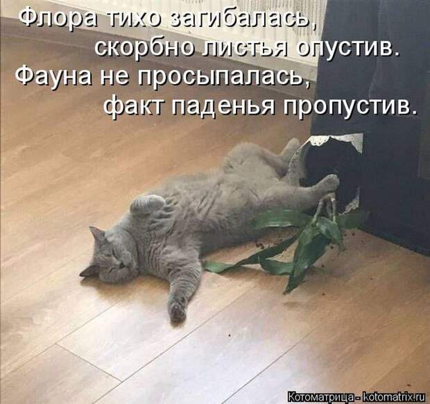 Лучшие котоматрицы недели (50 фото)