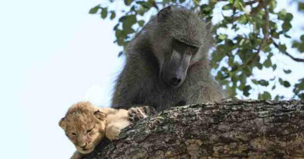 Зачем бабуины крадут маленьких львят