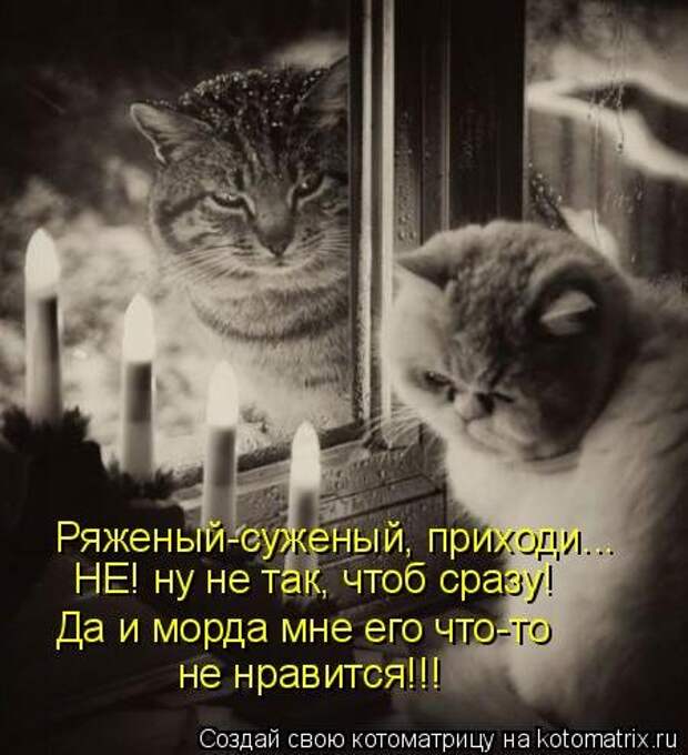 Котоматрица про любовь (часть 2)