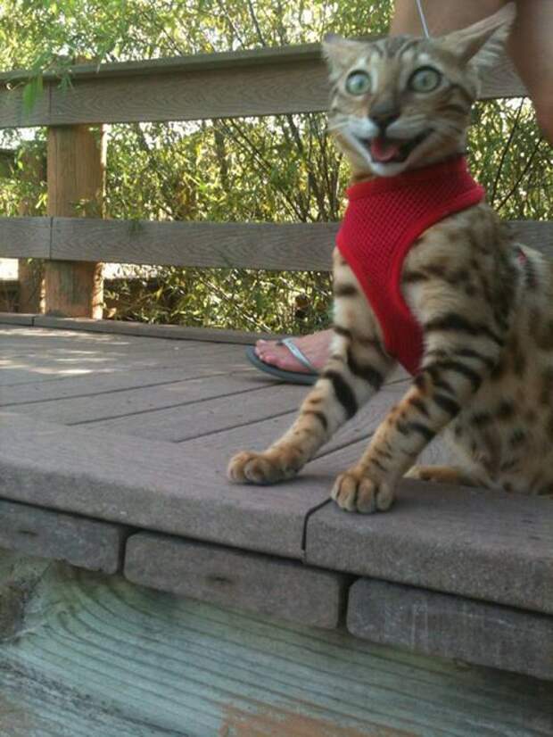 Кошки ,которые очень редко выходят из дома fun, cat