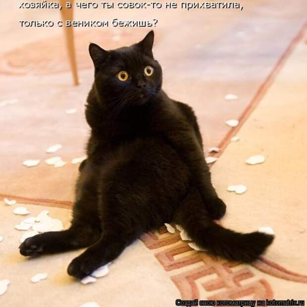 Лучшие котоматрицы недели