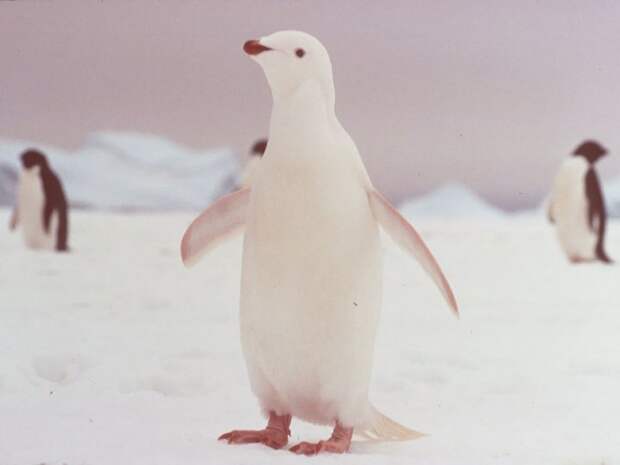 белый пингвин