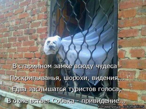 Котоматрицы(картинки с надписями)