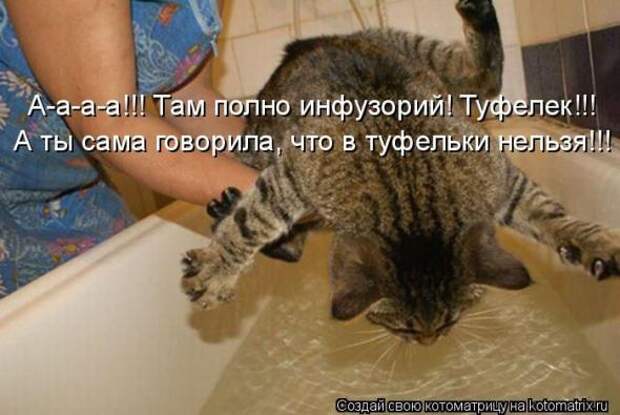 Котоматрицы (картинки с надписями)