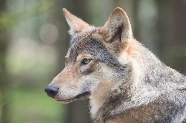 В республике Алтай дали старт ежегодному регулированию численности волков